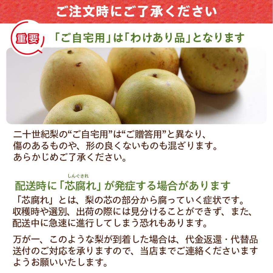 風味絶佳 梨 二十世紀梨（20世紀梨）5kg詰（14玉前後入） 鳥取県産