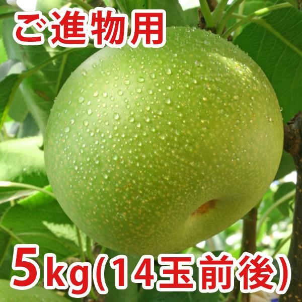 二十世紀梨(20世紀梨)5kg詰(14玉前後入) 鳥取県産 なし 赤秀 二十世紀梨(20世紀梨)5kg詰(14玉前後入) 鳥取県産 なし 赤秀