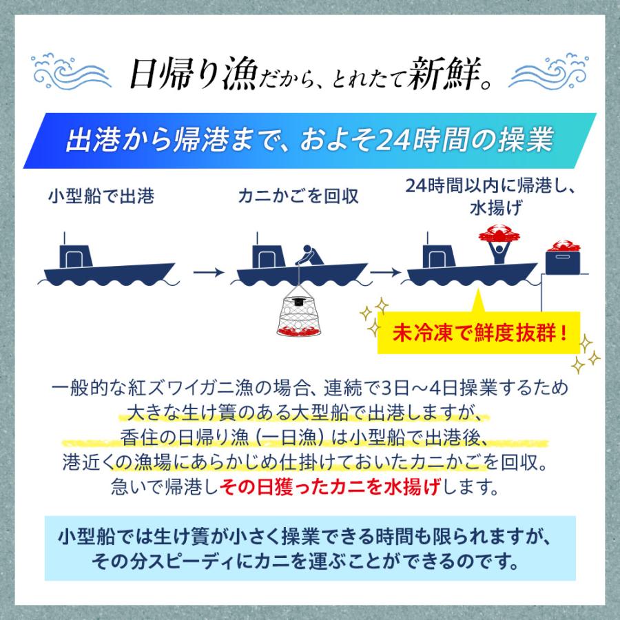 紅い宝石 香住ガニ（紅ズワイガニ/べにずわいがに）450g前後×3枚 日本海産 1日漁 未冷凍 ギフト かに カニ 蟹 送料無料（北海道・沖縄を除く）｜toretatehonpo｜03