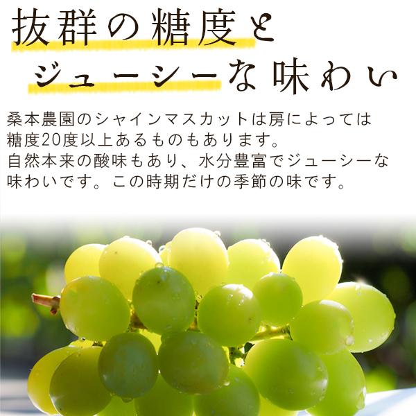 風味絶佳 桑本農園のシャインマスカット600g前後×1房 ご贈答用 島根県