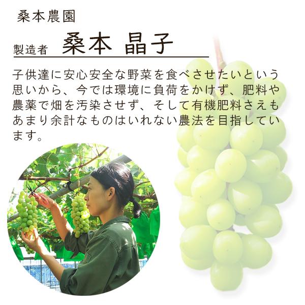 風味絶佳 桑本農園のシャインマスカット600g前後×1房 ご贈答用 島根県
