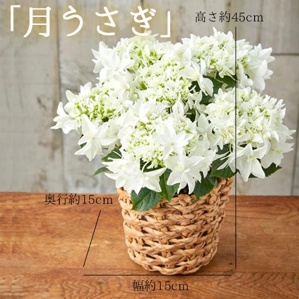 風味絶佳 母の日 ギフト プレゼント 花 2026アジサイ 40代 50代 60代