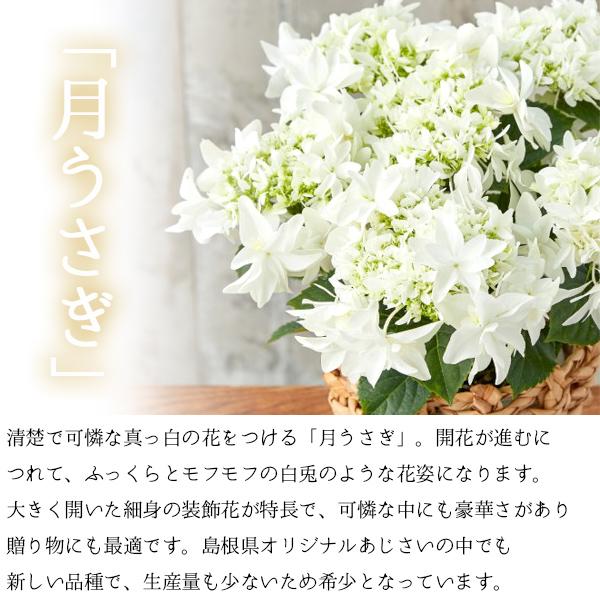 風味絶佳 母の日 ギフト プレゼント 花 2026アジサイ 40代 50代 60代