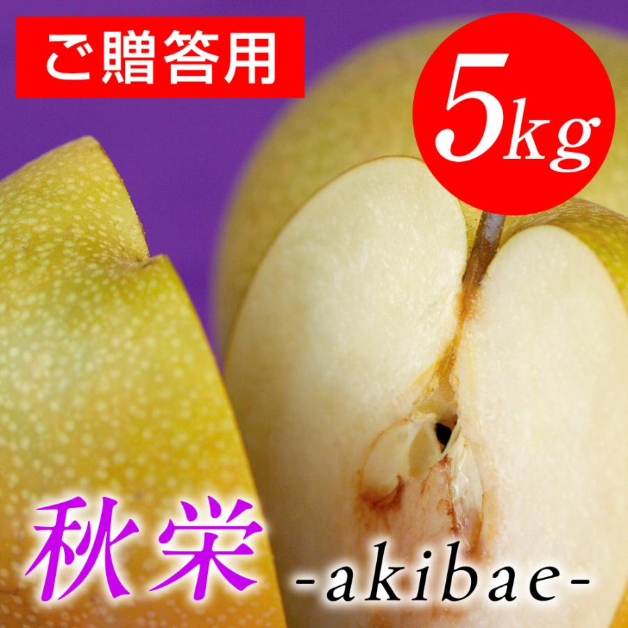 (15玉〜16玉サイズ南水梨)約10kg訳ありご家庭用★送料込★秋田県産 梨 二十世紀梨（20世紀梨）5kg詰（16玉前後入） 鳥取県産 なし