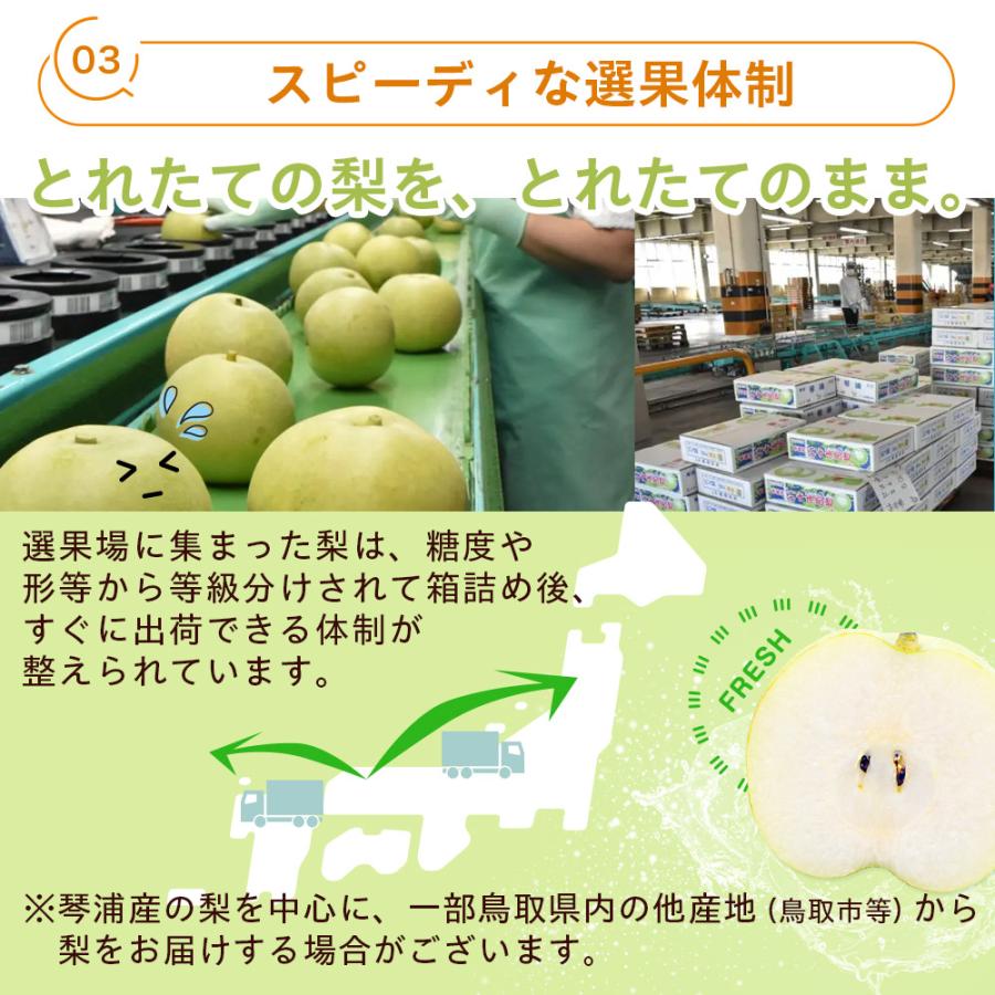 風味絶佳 梨 光センサー糖度13度以上保証 新甘泉（しんかんせん） 5kg