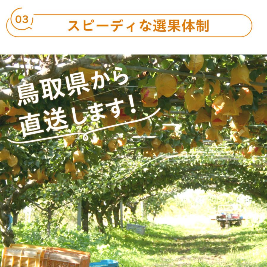 風味絶佳 梨 光センサー糖度13度以上保証 新甘泉（しんかんせん） 5kg