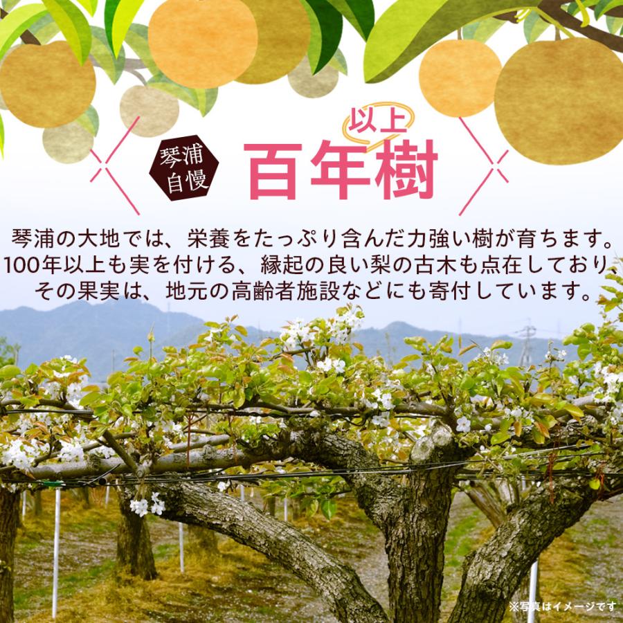 風味絶佳 梨 光センサー糖度13度以上保証 新甘泉（しんかんせん） 5kg