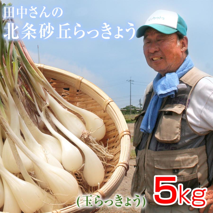 鳥取県産特別栽培 田中さんの北条砂丘らっきょう5kg（根付き土