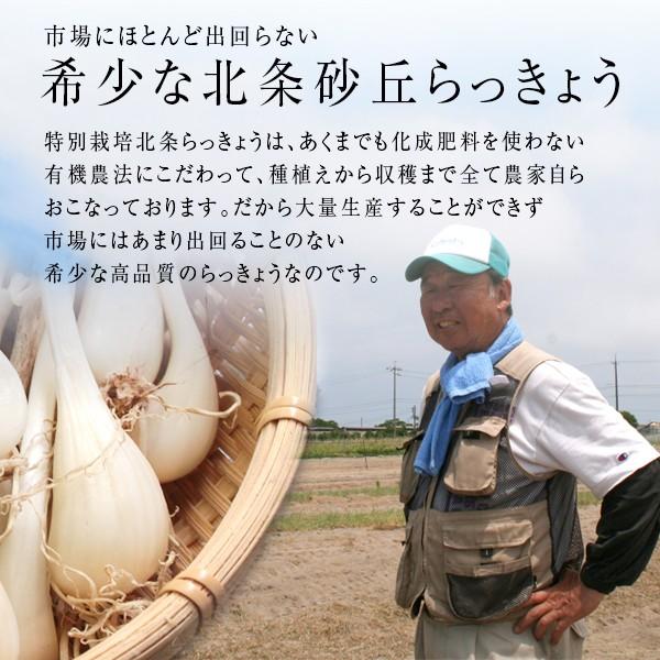 風味絶佳 鳥取県産特別栽培 田中さんの北条砂丘らっきょう5kg（根付き 