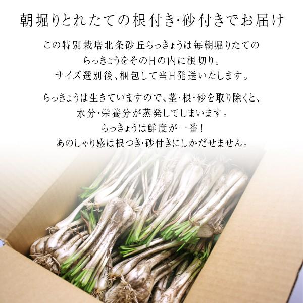 風味絶佳 鳥取県産特別栽培 田中さんの北条砂丘らっきょう4kg（根付き
