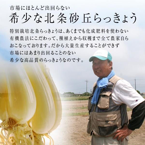 風味絶佳 鳥取県産特別栽培 田中さんの北条砂丘らっきょう4kg（根付き