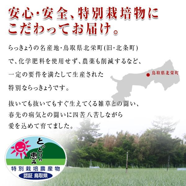 鳥取県産特別栽培 田中さんの北条砂丘らっきょう2kg（根付き土