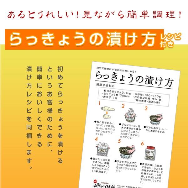 【希少】鳥取県産　玉らっきょう　5kg 鳥取県産特別栽培 田中さんの北条砂丘らっきょう5kg（根付き土