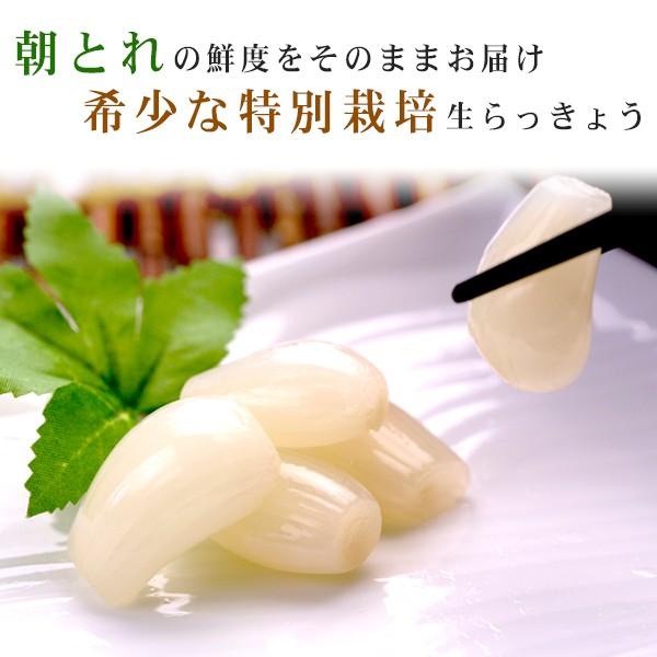 鳥取県産特別栽培 田中さんの北条砂丘らっきょう3kg 根付き土付き 玉らっきょう 国産 送料無料 北海道 沖縄を除く Smt Pickled Scallion Vlb パーソナルギフト 風味絶佳 山陰 通販 Yahoo ショッピング