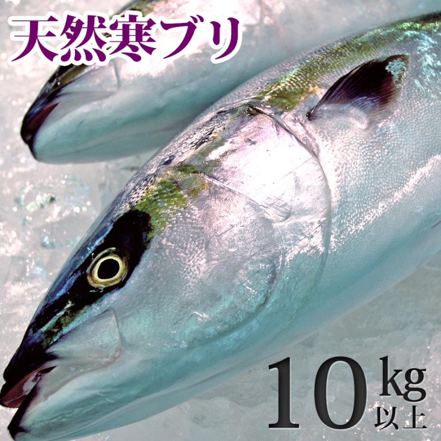 天然ブリ（寒鰤/寒ブリ）10kg以上（出荷時「三枚おろし」限定） 送料無料（北海道・沖縄を除く）