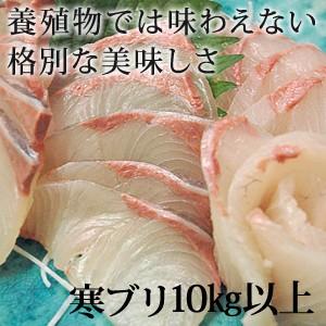 天然ブリ（寒鰤/寒ブリ）10kg以上（出荷時「三枚おろし」限定） 送料無料（北海道・沖縄を除く） 