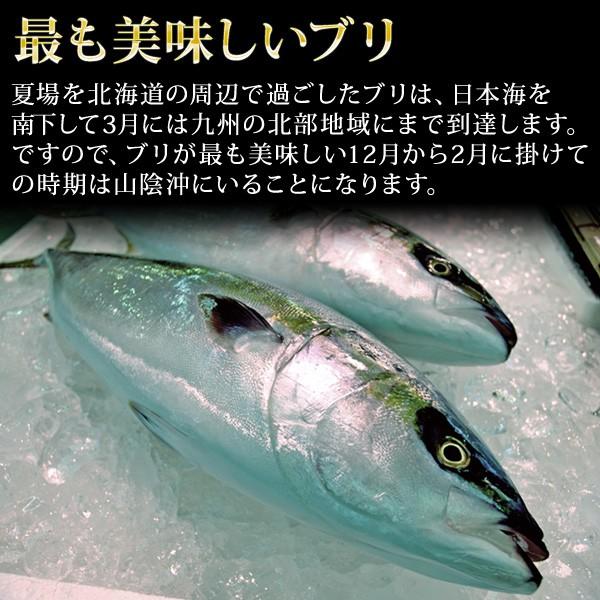 天然ブリ（寒鰤/寒ブリ）10kg以上（出荷時「三枚おろし」限定） 送料無料（北海道・沖縄を除く） 