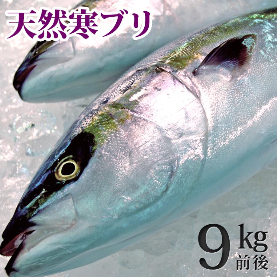 風味絶佳 天然ブリ（寒鰤 寒ブリ）9kg前後（出荷時は三枚おろし限定） 送料無料 : パーソナルギフト 風味絶佳.山陰 - 通販 ...