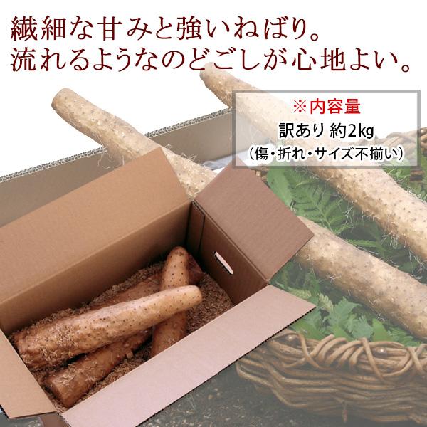 鳥取県北栄町特産 砂丘長いもの「ねばりっこ」約2kg 訳あり（ご自宅用） 送料無料（北海道・沖縄を除く）｜toretatehonpo｜03