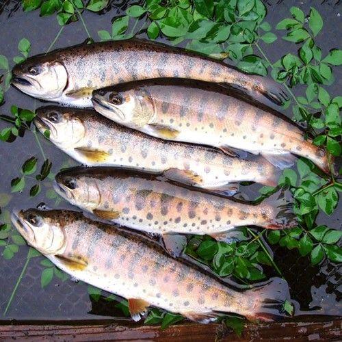 皇室ご献上 渓流の女王のヤマメ 90gサイズ 10尾 計約900g 北海道 沖縄 離島を除く全国配送希望の方限定 Toretatesonomama 通販 Yahoo ショッピング