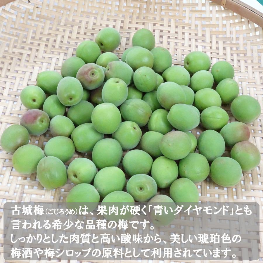 送料無料 予約販売 紀州産 古城梅 青梅 Lサイズ 約5kg 梅酒・梅