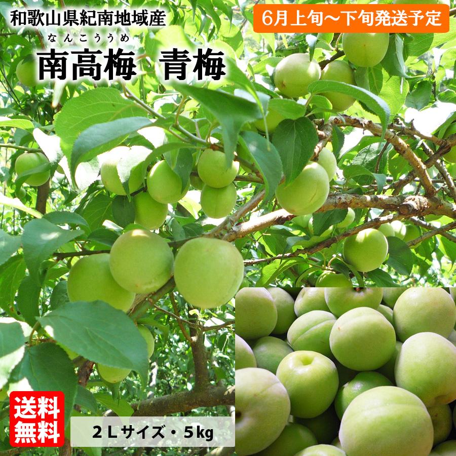 送料無料 予約販売 紀州産 南高梅 青梅 2Lサイズ 約5kg 梅干・梅酒・梅