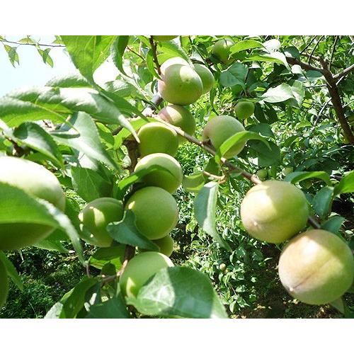 毎年バカ売れ！！今年もお勧め！愛媛県産　採れたて新鮮【青梅】梅のみ10kg！ 毎年バカ売れ！！今年もお勧め！愛媛県産 採れたて新鮮【青梅