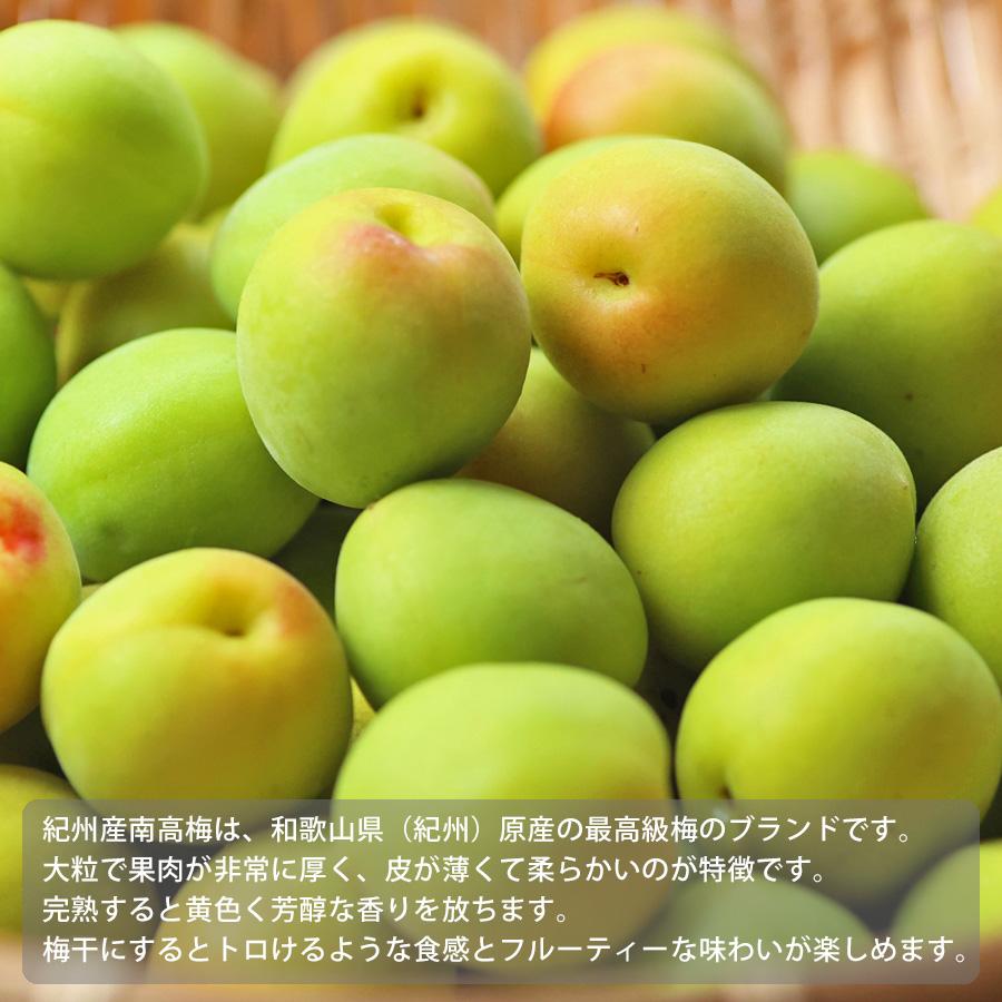 和歌山県産紀州南高梅10kg （大きさ不揃い） 送料無料 予約販売 紀州産 南高梅 青梅 無選別（サイズ不揃い）※多少傷