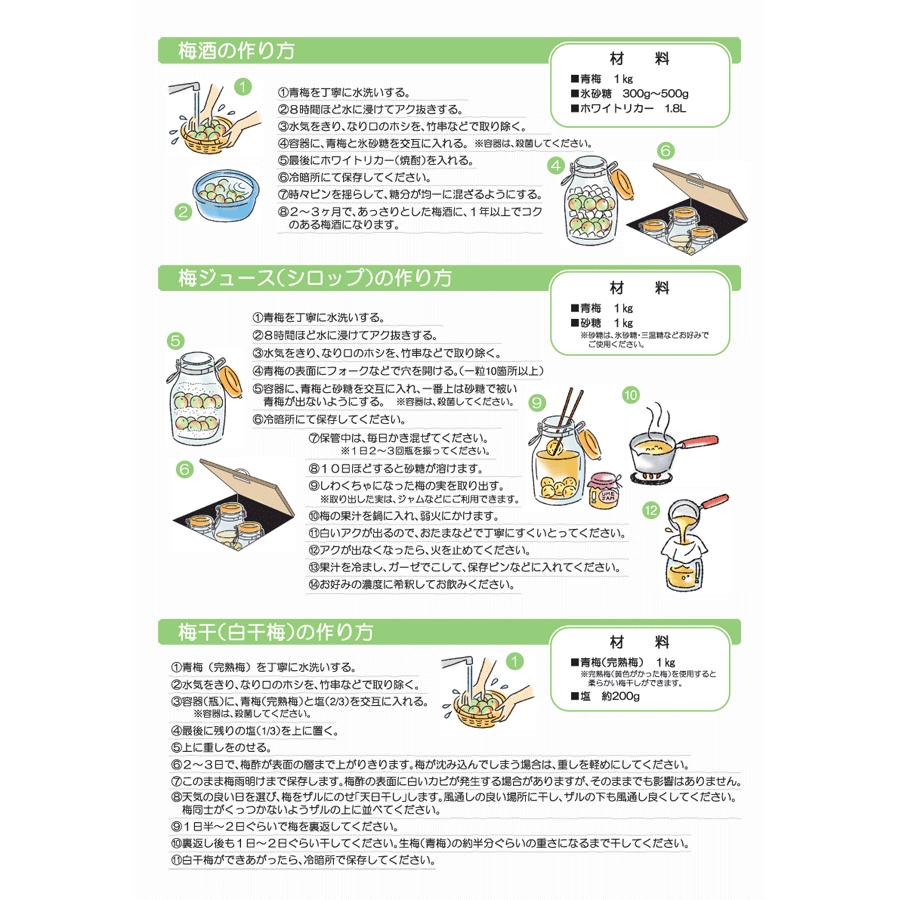送料無料 予約販売 紀州産 南高梅 青梅 無選別（サイズ不揃い）※多少傷