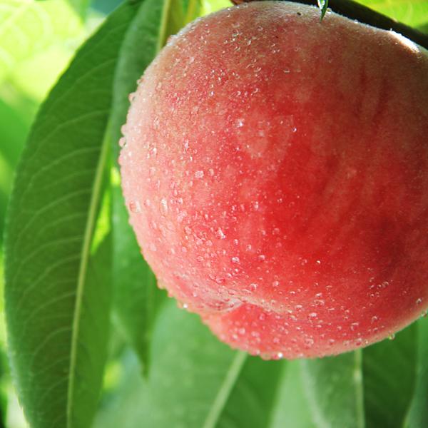予約販売 ご自宅用 和歌山県産 あら川の桃 （4kg・約13玉入・中玉） 7