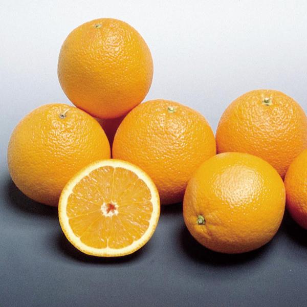 中山さんの美味しいバレンシアオレンジ 約5kg 人気No.1 自宅用 ※北海道 【ふるさと割】 沖縄県へはお届けできません 送料無料