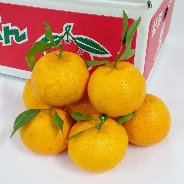 中山さんの美味しいみかん　ポンカン　自宅用　多少傷有り（約5kg）　送料無料　ぽんかん　晩柑　田辺市上秋津　※北海道は送料1200円・沖縄県は送料900円 | 