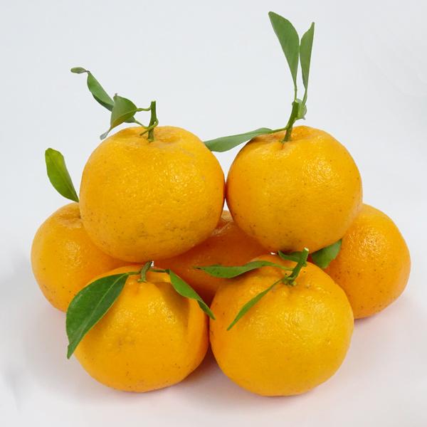 中山さんの美味しいみかん　ポンカン　自宅用　多少傷有り（約5kg）　送料無料　ぽんかん　晩柑　田辺市上秋津　※北海道は送料1200円・沖縄県は送料900円 |  | 01