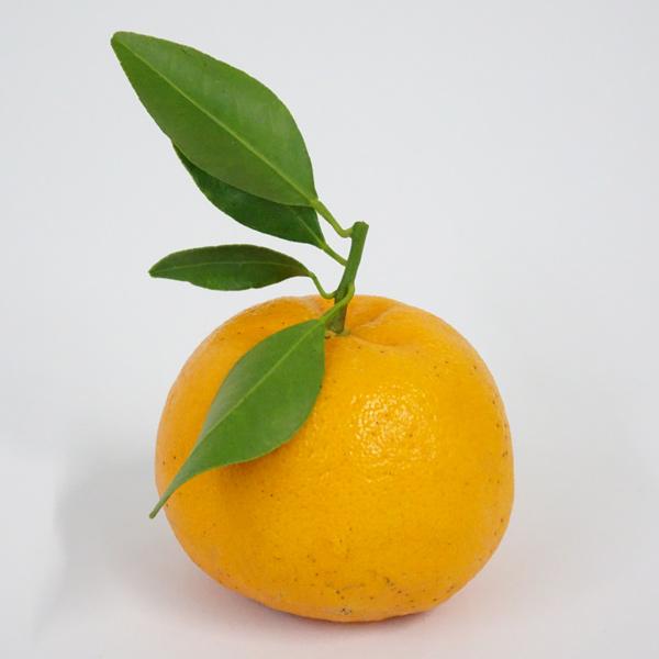 中山さんの美味しいみかん　ポンカン　自宅用　多少傷有り（約5kg）　送料無料　ぽんかん　晩柑　田辺市上秋津　※北海道は送料1200円・沖縄県は送料900円 |  | 02