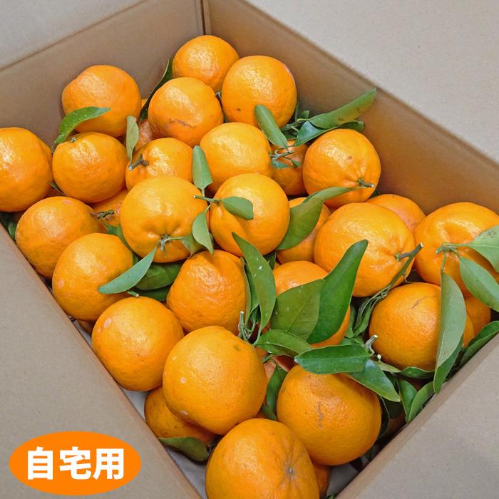 中山さんの美味しいみかん　ポンカン　自宅用　多少傷有り（約5kg）　送料無料　ぽんかん　晩柑　田辺市上秋津　※北海道は送料1200円・沖縄県は送料900円 |  | 03