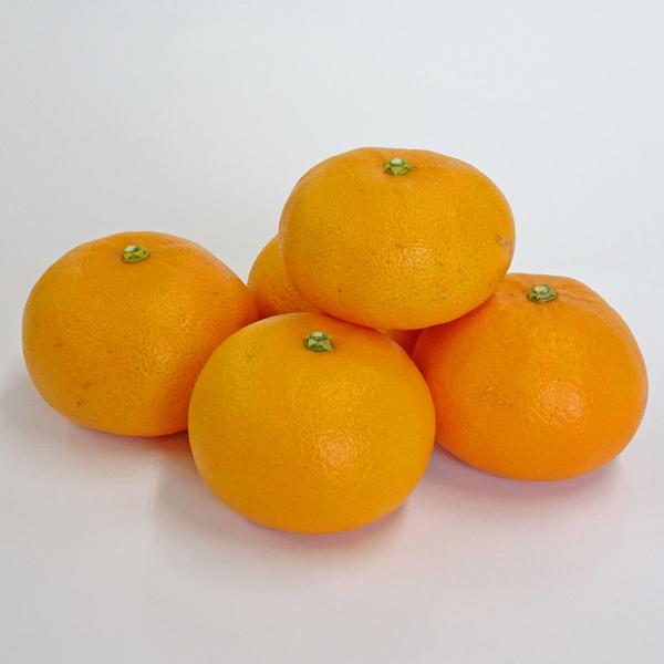 中山さんの美味しいみかん「せとか」　贈答・進物用（約5kg）　送料無料　※北海道・沖縄県へはお届けできません |  | 01