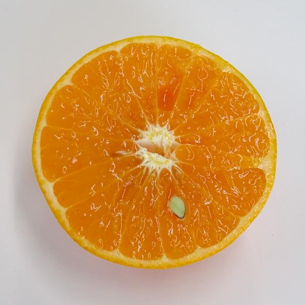 中山さんの美味しいみかん「せとか」　贈答・進物用（約5kg）　送料無料　※北海道・沖縄県へはお届けできません |  | 02