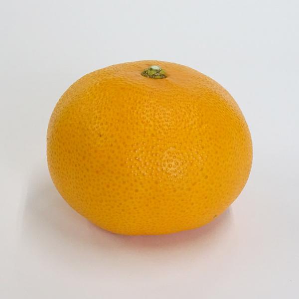 中山さんの美味しいみかん「せとか」　贈答・進物用（約5kg）　送料無料　※北海道・沖縄県へはお届けできません |  | 03