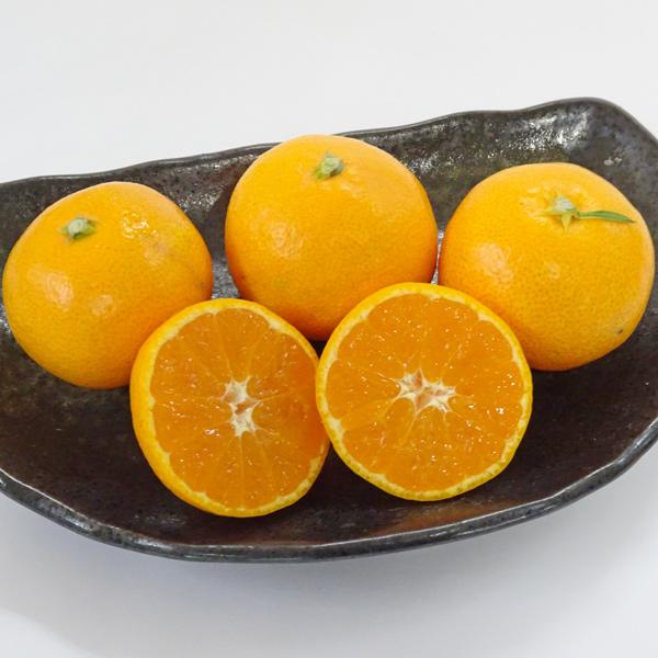 ギフト 送料無料 坂下農園 大坊みかん[温州みかん] 早生※12月上〜下旬