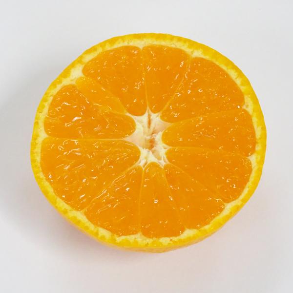 ギフト 送料無料 坂下農園 大坊みかん[温州みかん] 早生※12月上〜下旬