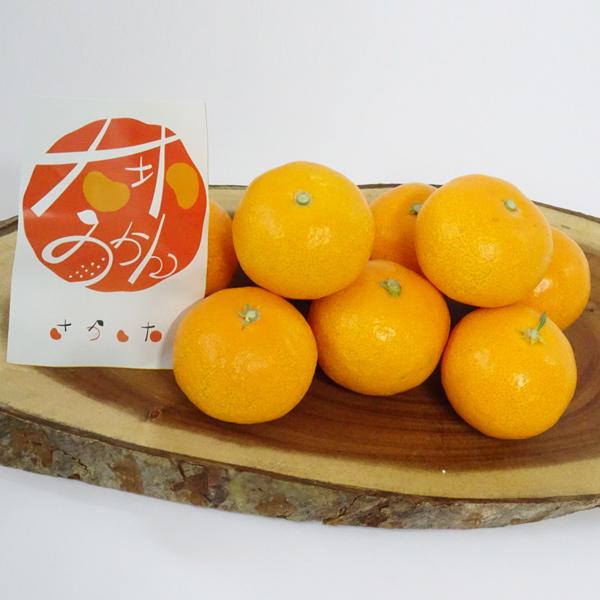 28、温州みかん 樹熟大坊みかん、秀品(贈答品同様)10kg ⑥温州みかん