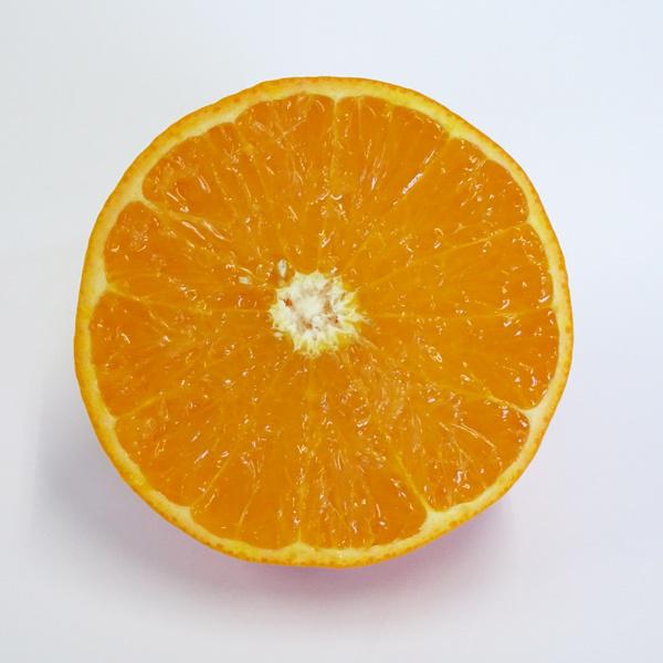 予約販売　2月下旬〜の発送　玉井農園　麗紅（れいこう）ご家庭用（5kg）M〜Lサイズ　和歌山県田辺市上秋津　送料無料※北海道・沖縄県へはお届けできません |  | 02