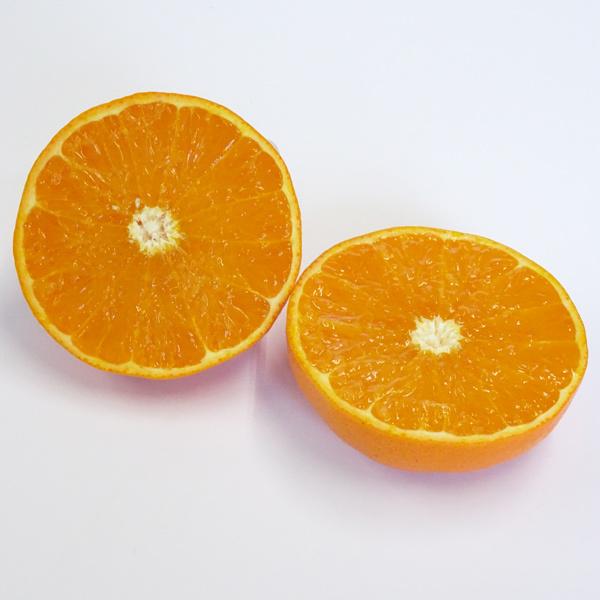 予約販売　2月下旬〜の発送　玉井農園　麗紅（れいこう）ご家庭用（5kg）M〜Lサイズ　和歌山県田辺市上秋津　送料無料※北海道・沖縄県へはお届けできません |  | 03