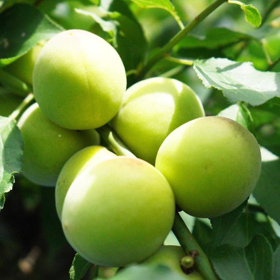 紀州みなべ産　南高梅　青梅　4Lサイズ　約5kg　ご家庭用、梅干・梅酒・梅ジュース用　勝股農園　※一部地域お届け不可 |  | 01