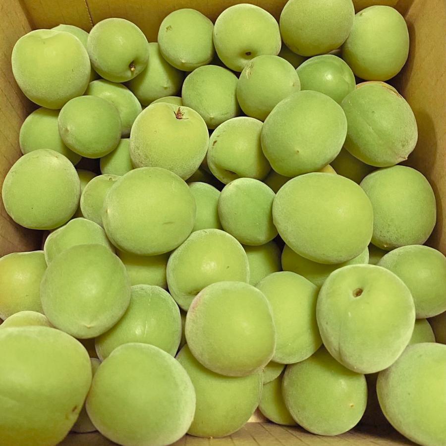 紀州みなべ産　南高梅　青梅　4Lサイズ　約5kg　ご家庭用、梅干・梅酒・梅ジュース用　勝股農園　※一部地域お届け不可 |  | 03