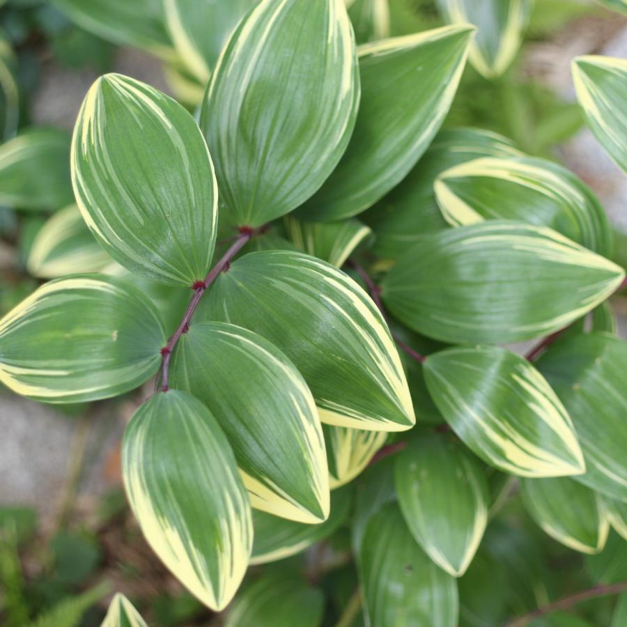 Ricoh XR Rikenon 1:2 50mm 初期型 富岡光学製 整備済 RICOH XR Rikenon 1:2 50mm 初期型 富岡光学製 整備済 : TORIDE