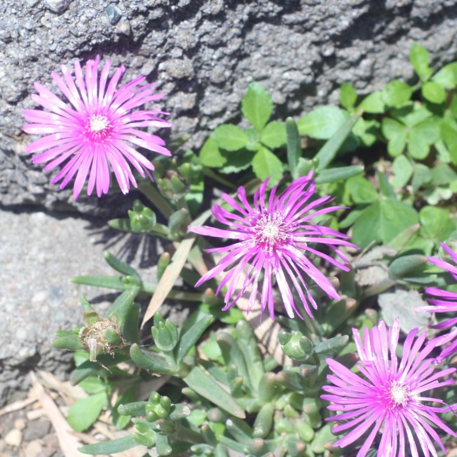 リコー（RICOH） RICOH XR Rikenon 1:2 50mm 初期型 富岡光学製 整備済