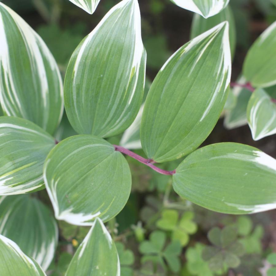 Ricoh XR Rikenon 1:2 50mm 初期型 富岡光学製 整備済 RICOH XR Rikenon 1:2 50mm 初期型 富岡光学製 整備済 : TORIDE TRADE