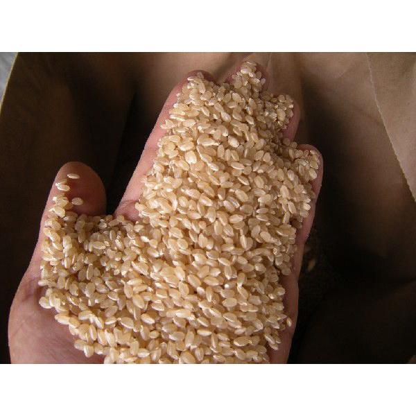 コシヒカリ 無農薬米 有機栽培米 10kg（玄米5kg×2袋）令和7年産