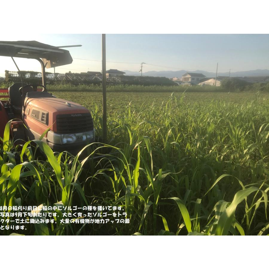 コシヒカリ 無農薬米 有機栽培米 10kg（玄米5kg×2袋）令和7年産